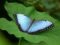butterfly, insect, nature, animal, wildlife, wings, blue, leaf, exotic, butterfly wings, green, beauty, calm, natural habitat, nature photography, butterfly plant, zen, peace, outdoor, details