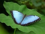 butterfly, insect, nature, animal, wildlife, wings, blue, leaf, exotic, butterfly wings, green, beauty, calm, natural habitat, nature photography, butterfly plant, zen, peace, outdoor, details